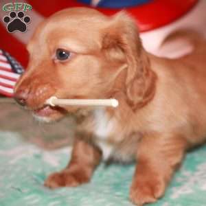 Steve Rogers, Dachshund Puppy